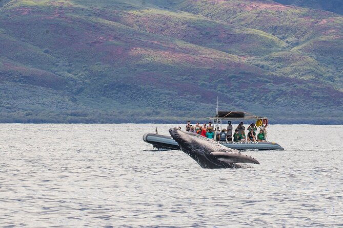 eye-level-whale-watching-eco-raft-tour-from-lahaina