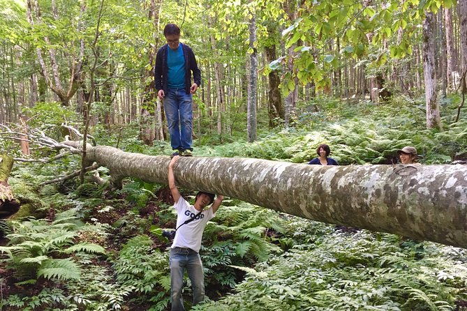 forest-healing-around-the-giant-beech-and-katsura-trees