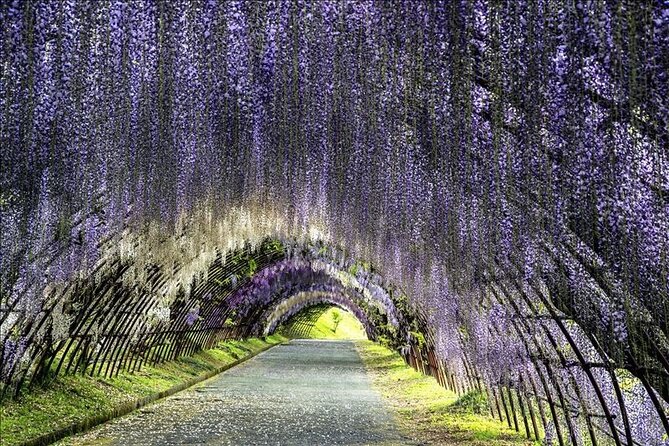 french-dining-at-matsumoto-residence-and-kawachi-wisteria-yokabus