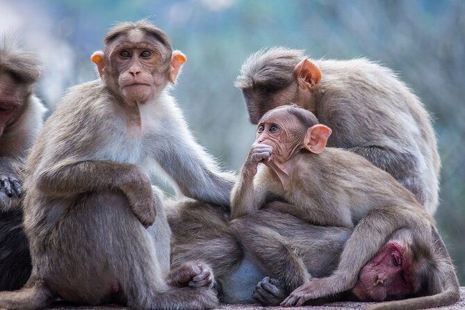 from-tokyo-nagano-snow-monkey-park-private-tour