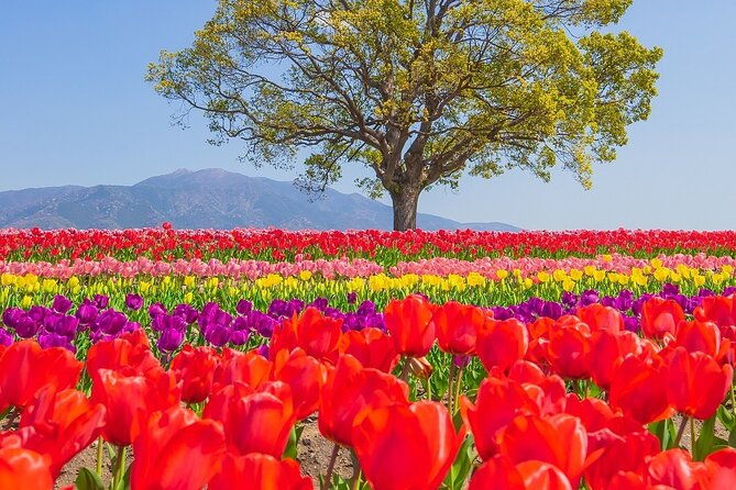 fukuoka-cherry-blossom-and-tulip-tour-with-boat-ride-yokabus