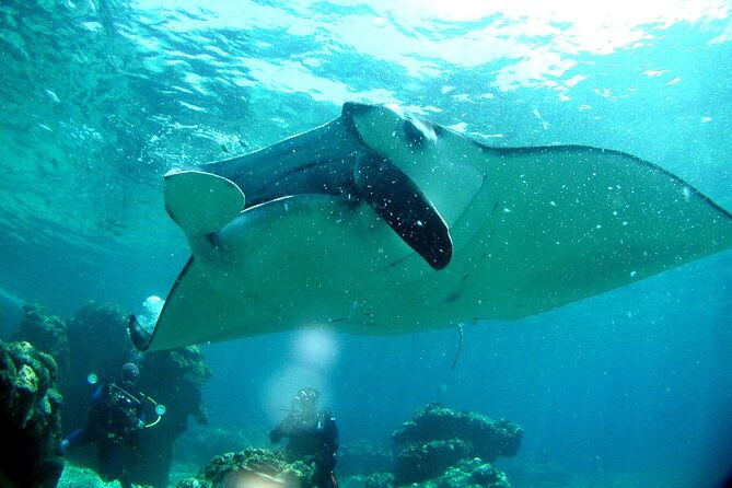 full-day-guided-boat-2diving-in-kerama-islands%ef%bc%88license-required%ef%bc%89
