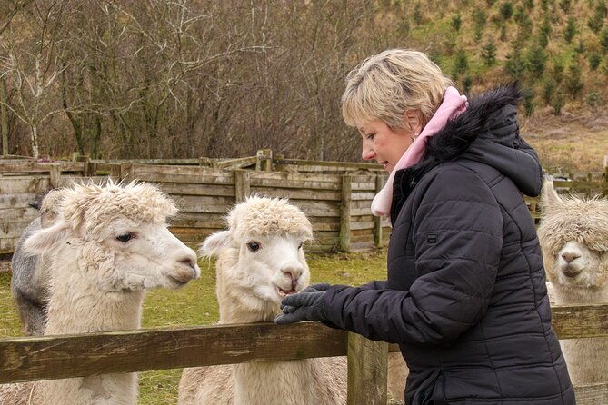 fun-and-educational-alpaca-experience-in-the-scottish-borders