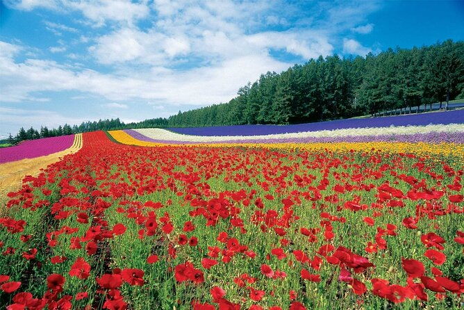 furano-biei-6-hour-tour-english-speaking-driver-only-no-guide