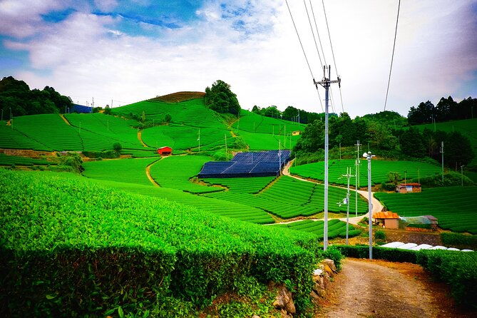 green-tea-fields-serene-beautiful-nature-of-kyoto-private-tour