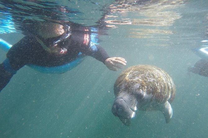 guided-small-group-manatee-snorkeling-tour-with-in-water-photographer