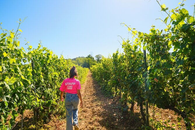 half-day-experience-to-san-gimignano-hills-with-picnic-and-wine