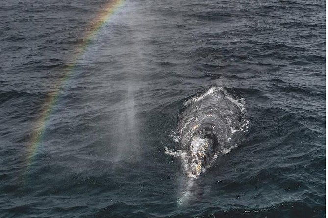 half-day-whale-watching-tour-from-monterey