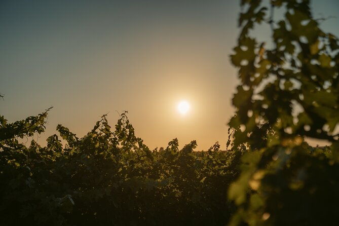 heraklion-private-half-day-wine-tasting-tour-in-lyrarakis-winery
