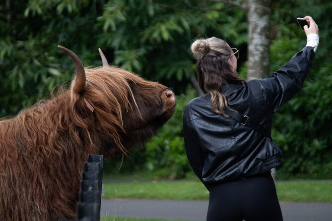 highlands-coos-glencoe-and-castles-private-tour-from-edinburgh