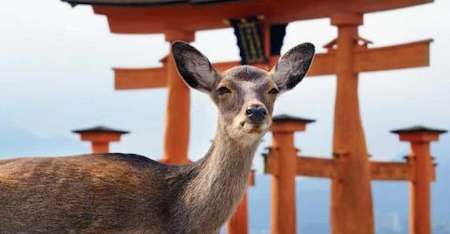 Hiroshima/Miyajima Private Custom Tour With Local Guide