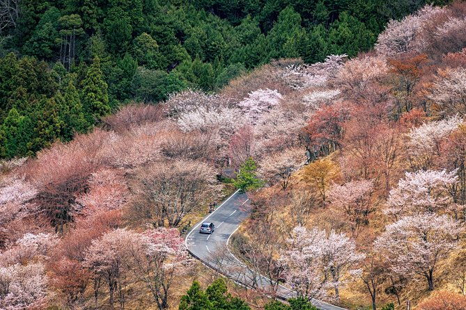 historic-and-natural-guided-hike-in-yoshino