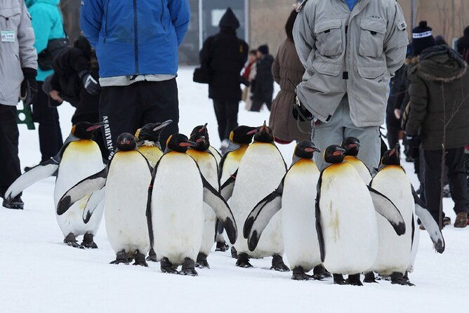 hokkaido-asahiyama-zoo-furano-and-ningle-terrace-full-day-tour