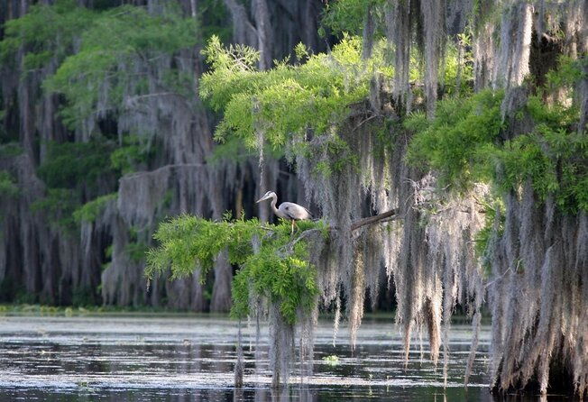 honey-island-swamp-boat-tour
