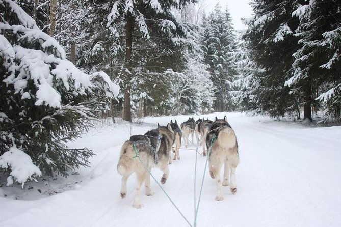 husky-dog-sledding-tour-from-riga
