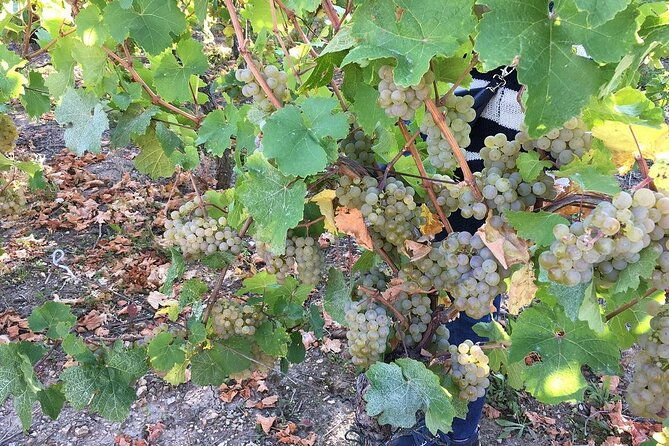 iconics-tour-1-2-day-on-the-wine-route-visit-of-2-villages-tasting