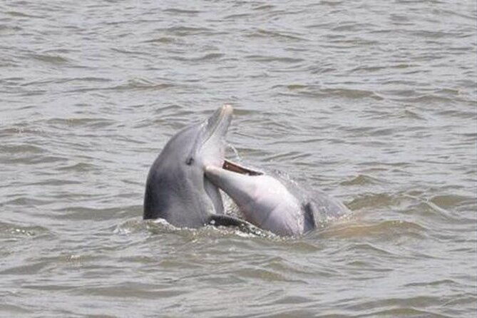 jekyll-island-dolphin-tours