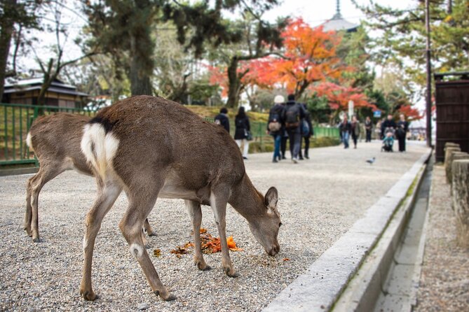 kansai-region-hiking-adventure-in-nara-kobe-kyoto-and-more