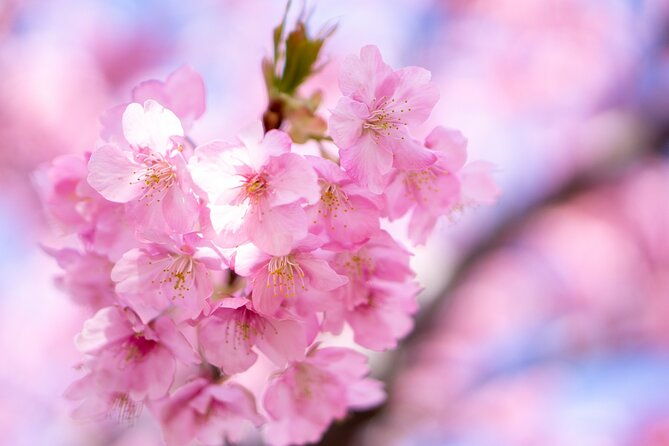 kawazu-cherry-blossom-sightseeing-tour