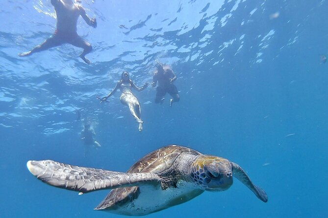 kayak-safari-with-dolphin-and-turtle-watching-in-guaza
