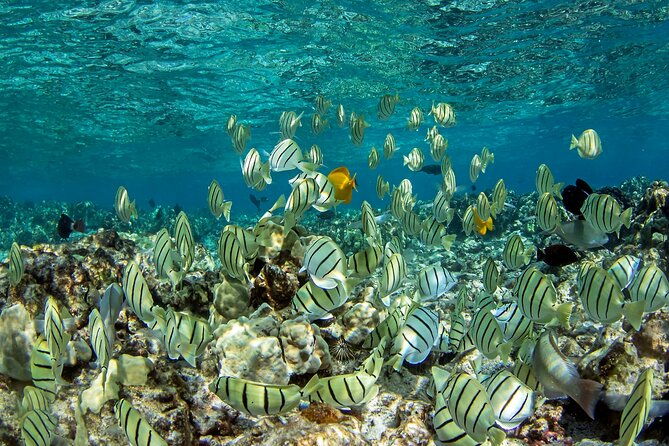kealakekua-bay-captain-cook-snorkeling