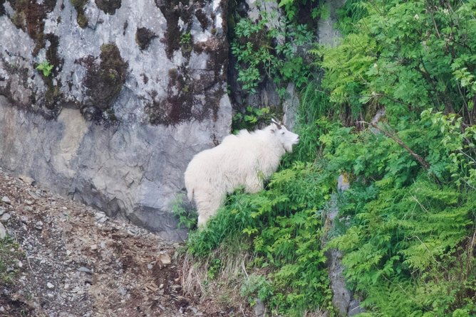 kenai-fjords-and-resurrection-bay-half-day-wildlife-cruise