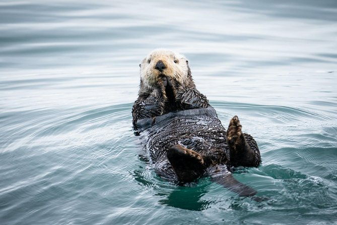 kenai-fjords-national-park-glacier-wildlife-cruise