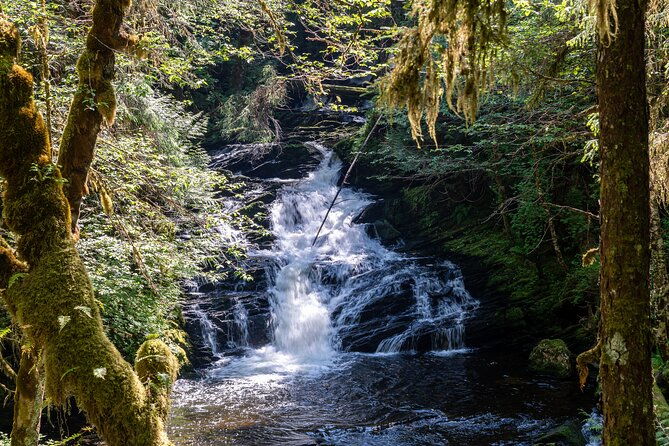 ketchikan-magical-old-growth-creek-trek-guided-tour