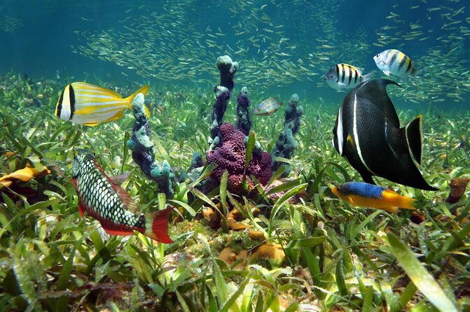 key-west-dolphin-watch-and-snorkel-tour-eco-adventure