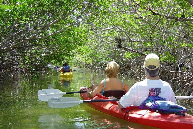 key-west-mangrove-kayak-eco-tour