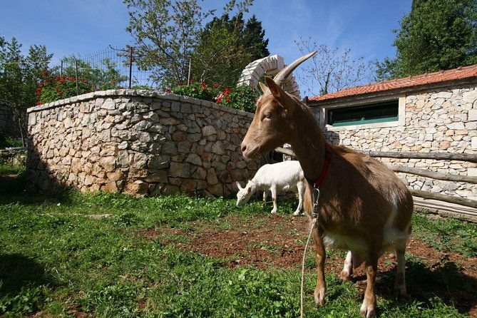 korcula-island-mountain-e-bike-tour