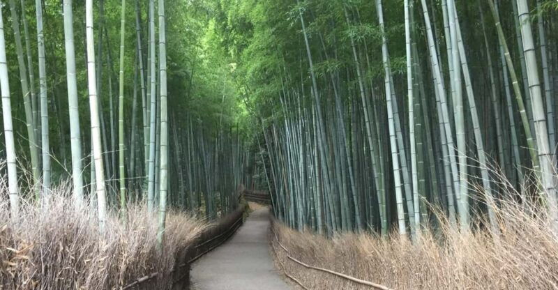 kyoto-arashiyama-bamboo-grove-half-day-private-guided-tour