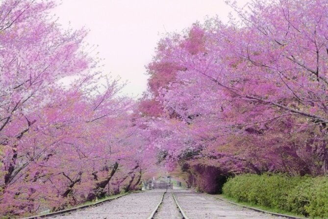 kyoto-cherry-blossom-with-miyako-odori-1-day-walking-tour