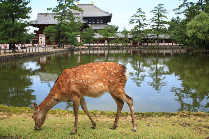 kyoto-nara-1-day-private-charter-car-tour-from-osaka-or-kyoto