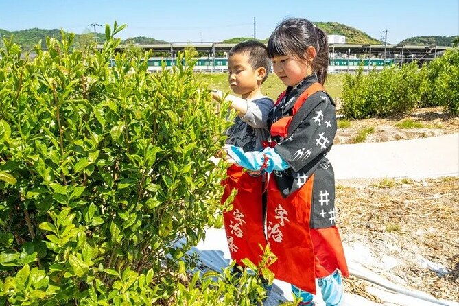 kyoto-uji-tea-picking-and-byodo-in-temple-private-tour
