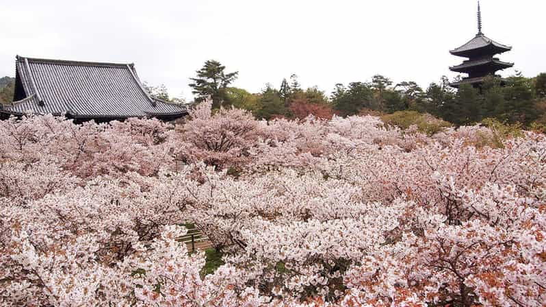 kyotos-cherry-blossom-splendor-a-3-hour-sakura-tour