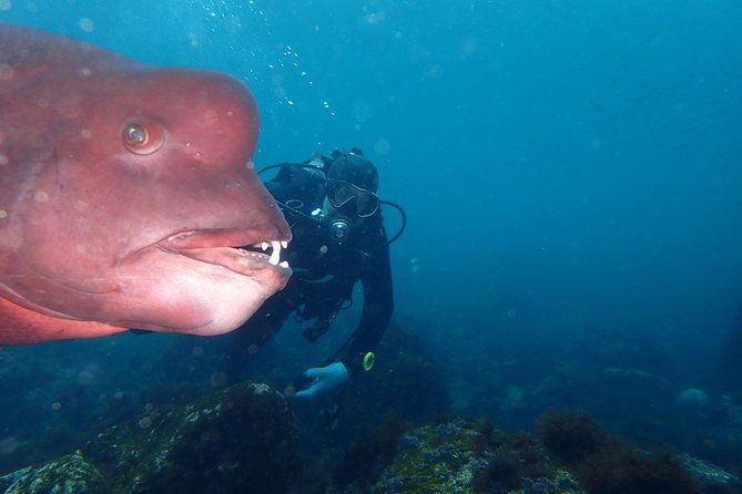 lets-enjoy-scuba-diving-in-izu-oceanic-park-izu-peninsula-for-certificate-diver
