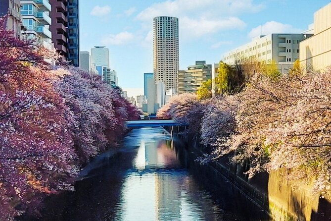 licensed-guide-tokyo-meguro-cherry-blossom-walking-tour-2