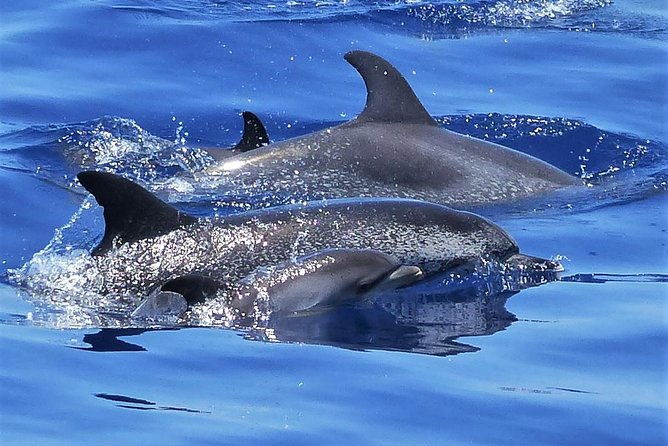 los-gigantes-whale-watching-charter-by-sail-boat