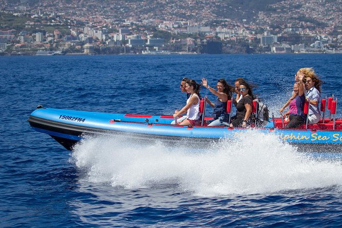magic-dolphin-sea-safaris