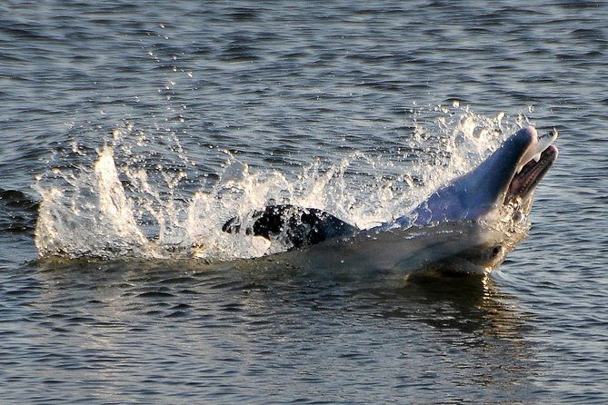 mangrove-tunnels-dolphins-manatee-tour-1-rated-in-cocoa-beach