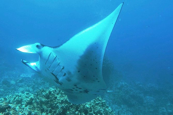 manta-ray-night-snorkel-at-kona-big-island