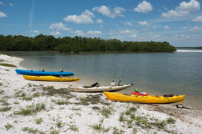 marco-island-2-hour-dolphin-birding-and-shelling-tour