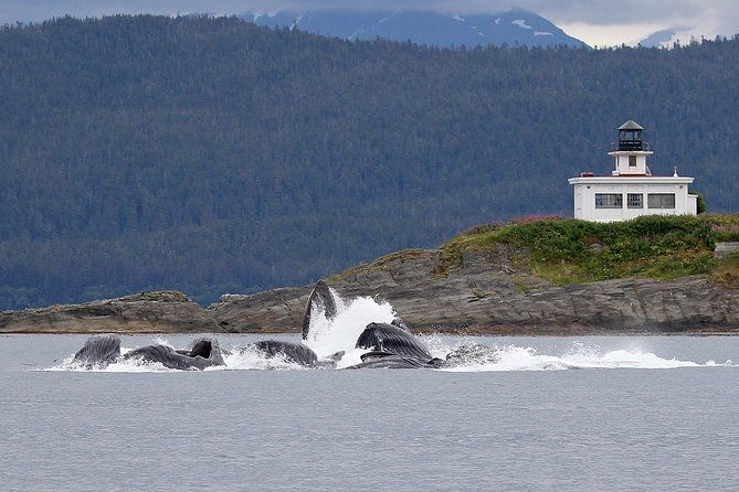 mendenhall-glacier-and-ultimate-whale-watch-combo