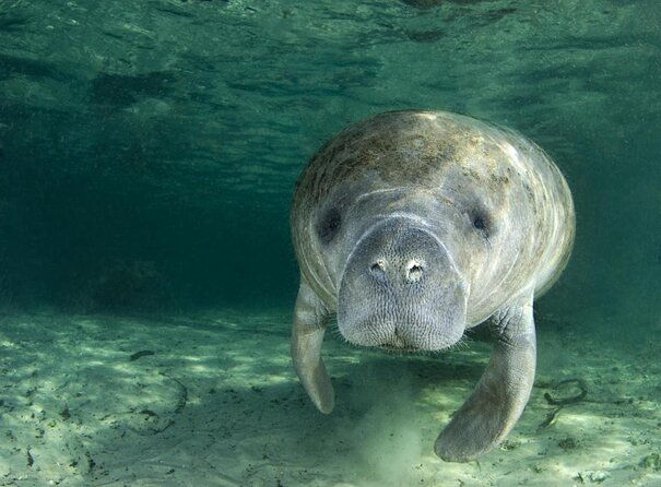 most-popular-3hr-manatee-swim-tour-in-water-guide