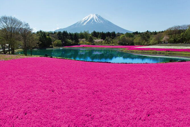 mt-fuji-shiba-sakura-festival-and-hoto-noodle-making