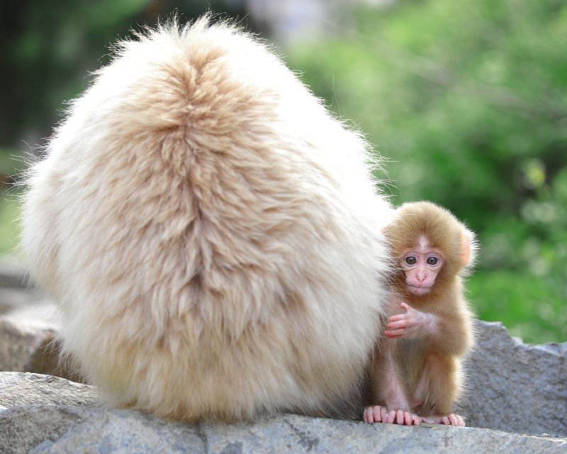 nagano-1-day-snow-monkey-cherry-blossom-tour-in-spring