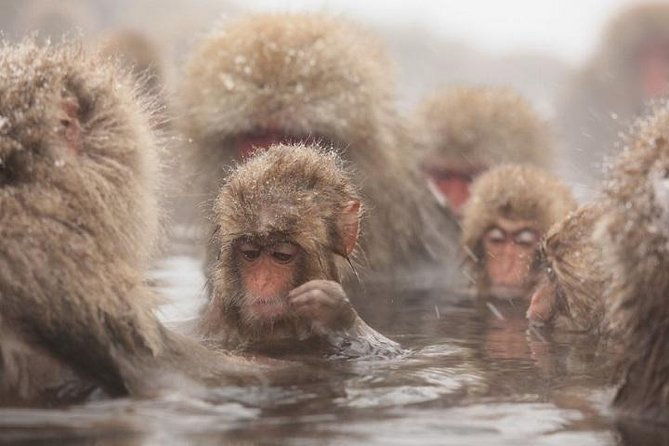 nagano-snow-monkey-1-day-tour-with-beef-sukiyaki-lunch-from-tokyo