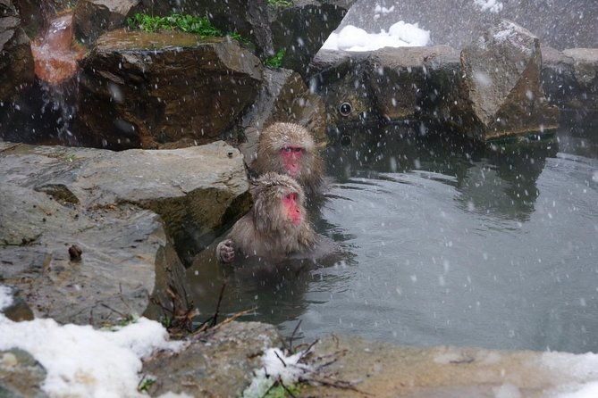 nagano-winter-special-tour-snow-monkey-and-snowshoe-hiking