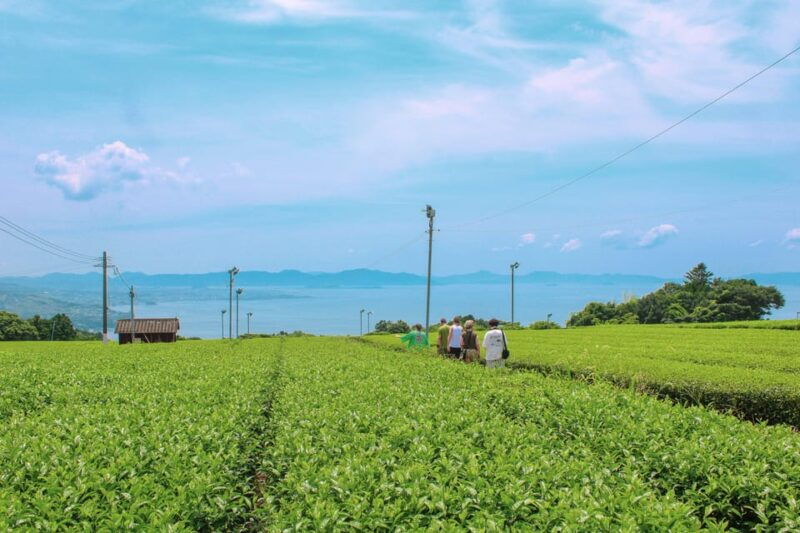 nagasaki-explore-japanese-teas-on-a-tea-tour